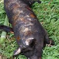 В траве валяются обгорелые трупы свиней.