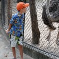 На Пхукете есть зоопарк, если кому не жалко смотреть на животных за решеткой.