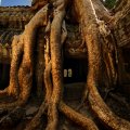 Конечно, главное украшение Ангкора не камни, а вот эти, не везде еще вырубленные реставраторами корни деревьев. Золотые в солнечных лучах щупальца деревянных спрутов сжимают позеленевшие развалины Та Прома - монастыря,
            посвященного матери Джаявармана VII.