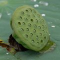 
              Созрели лотосы. Семена аккуратно упакованы в зеленую гофротару. Такой вот жабский подсолнух.
            