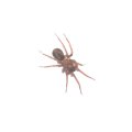 
      А это я узрел ползущего по снегу микроскопического паука. Вот уж не ожидал встретить зимой в лесу насекомых. Посему макро-объектив оставил дома. Ну вот паук так фигово получился.
    