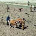Поля также пашут плугом в две говяжьих силы, с помощью указаний партии. Механизация в виде экскаваторов наиболее заметна у старателей, колупающих на речных отмелях золото.