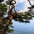 Усеянные причудливыми скалами и изрытые гротами берега полуострова поросли разновидностью Pinus densiflora по-русски ласково именуемой «могильной сосной».