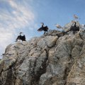 Зато тут живут птицы, рыбы и всякие прочие совершенно дикие организмы.