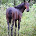 И вот на этой фотографии животного позвольте завершить рассказ про данный кусок Южного Приморья.