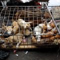 Свежая порция ожидает своей участи в клетке рядом с прилавком.