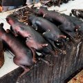 Постепенно содержимое клетки перекочевывает в аккуратный еще теплый штабель тушек. Процесс перехода собаки из клетки на прилавок я вам показывать не буду, помятуя нервную реакцию читателей на предыдущий «скотобойный» отчет.