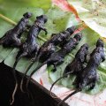 А вот те самые крысы, которых очень любят маленькие девочки в белых платьях.