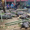 На земле все свободное пространство было заполнено хрипящими связанными свиньями. Почетный караул из одетых в праздничные платья детей, танцоры и музыканты, мрачные старухи в траурных одеждах, суетливые мужики постоянно
            перетаскивающие тяжеленных свиней с места на место — все это производило непрерывный оглушительный шум и беспорядочное мельтешение.