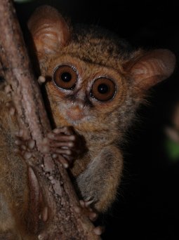 Национальный парк Тангкоко (Tangkoko) — достаточно известная и посещаемая достопримечательность Северного Сулавеси, что совершенно не
            принижает ценности сего заповедного уголка и не мешает тесному знакомству с его обитателями.