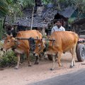 Флегматичные коровы также используются в качестве транспорта.
