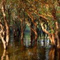 Во время разлива Тонлесапа лес полностью скрыт под водой, появляясь лишь в сезон засухи. В играющих цветных бликах кажется, что корявые ветви извиваются словно щупальца, то сплетаясь над головой, то неожиданно стискивая борта
            лодки в своих древесных объятиях.