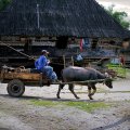 В деревнях изредка встречается флегматичный говяжий транспорт. Вот эта повозка выполняет роль передвижной авторемонтной
              мастерской и заправщика, словно в насмешку над обездвиженными машинами.
            