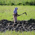 На плоских участках берега крестьяне окучивают немногочисленные рисовые поля. Огороды с более адаптированными к горной местности культурами штурмуют практически вертикальные горные склоны по периметру озера.
            