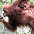 Прошлые безуспешные попытки пофотографировать орангутанов были предприняты нами на Борнео. В одном случае, мы битый час просидели в джунглях под дождем, ожидая прихода обезьян к прикормленному месту. Красивый антураж напоминал
              кадры из фильма про Кинг-Конга. Толстые, симметрично свисающие лианы, бревенчатая платформа... Но, то ли не хватало привязанной на платформе девственницы-блондинки, то ли орангутаны не идиоты, чтобы шляться по лесам в дождь, но ничего,
              кроме мокрого леса, мы в том заповеднике (центр реабилитации орангутанов) не обнаружили.
            