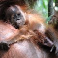 Беременность орангутанов длится чуть меньше девяти месяцев, после чего появляются один, реже два вот таких лесных младенца. Года три после этого отпрыски кормятся молоком матери, с которой живут до восьми лет. Во взрослом
              возрасте - это одиночные животные, не склонные к излишним проявлениям коллективизма.
            