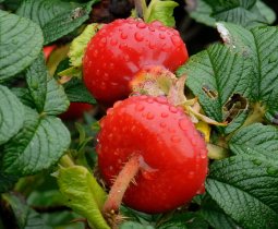 
              Плоды шиповника (дикорастущая роза) Rosa, сем. розоцветных (Rosaceae). На наших островах почему-то достигают размера
              мелких яблок. Самим цветам также позавидуют многие декоративные розы. Впрочем, цветы я фотографировал в начале лета, а сейчас извольте
              лицезреть ботву украшенную вполне съедобными ягодами. Вообще природа южного Приморья щедра на вкусных и полезных представителей
              растительного и животного мира. Почти все, что тут растет или ползает, вполне годится в пищу. Не самому поужинать, так хоть тещу
              отравить.
            