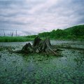 
              Живописные пни покрыты причудливыми шкурами ручейников, похожих на брошенные космические скафандры инопланетян. Из густых зарослей
              водяной ботвы периодически раздается хрюканье и чавканье сонных змееголовов. Погода не благоприятствует особой активности этих
              созданий.
            