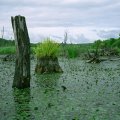 
              В самых интересных местах глубина не превышает нескольких сантиметров, для лодок этот пневый рай недоступен, лишь длинный скользкий
              каяк способен ползти практически по суше, протискиваясь меж хитросплетения болотных коряг.
            