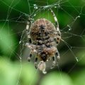 
              Секреты кулинарного искусства доступны не только людям, но и некоторым насекомым. Что послужило источником того рагу для паука, теперь
              уже и не догадаешься.
            