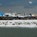 Выход - это конечно громко сказано. В заливе плавают детеныши айсбергов, стоянка частично еще скована льдом. Малодушные владельцы
              различных плвсредств еще и не думают пихать оные в холодные воды. Лишь толпы чаек тусуются на водяной тверди.
            