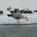 
              Собственно все. Теперь, надеюсь, процесс водкомоторинга перейдет в свою более активную фазу после вынужденного зимнего застоя.
            