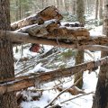 
              В окрестных лесах какие-то одичавшие местные жители промышляют закапканиванием мелкой живности. Судя по большому куску мяса, эта мышеловка предназначена для ловли какого-то хищного существа. Возможно саблезубого дятла, которые еще
              встречаются в пещерах Ливадийского хребта.
            