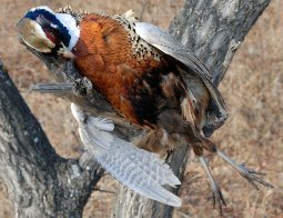 Немного приобщился к процессу убийства пернатых, да вытаптыванию кукурузных полей в Пограничном районе Приморского края. С пыхтением достойным паровой сноповязалки, перемещался я по пожелтевшим полям. Периодически вокруг в ужасе
              взлетали фазаны, что роились в траве несметными полчищами. Я беспорядочно палил во все стороны, с энтузиазмом горящего склада пиротехники. Попадал в кого-нибудь исключительно редко, однако на бодротекучесть процесса охоты сей факт
              влиял мало.
            