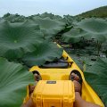 Лотосовая ботва разрослась более чем глобально. Естественно, что через нее я не продирался, так просто подгреб сфотографировать.
            