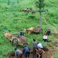 Прочее трудоспособное население с рассветом занимает позиции с тяпкой на полях. Как нам пояснили, идут 100 дней битвы за урожай. Даже рынок начинает работать вечером, чтобы не отвлекать граждан от трудовых подвигов. Кстати, рынок в Наджине — есть главное зримое воплощение результатов деятельности свободной экономической зоны. Эдакий корейский рай и рассадник сладкой жизни в отдельно взятом районе.
