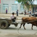 Зато можно долго изучать различные говяжьи транспортные средства. Животные перемещаются без лишней суеты и создают достаточно приятное впечатление на городских улицах.
            