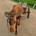 Кстати, на повозках и на самих коровах нет номерных знаков (например, все велосипеды с государственными регистрационными номерами). Только клеймо на рогах.
