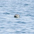 Зато вокруг лодки из воды постоянно высовывались наглые усатые морды.
            