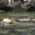 Фотографироваться в обнимку с нерпами мы не решились. Вдруг им надоела рыбная диета?
            