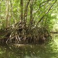 
              Собственно мангровые заросли. Вода соленая. Сам пробовал. Пока жив.
            