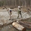 Откушав водки, развили кипучую деятельность. Стали ворочать бревна и учинять всякий другой таежный дебош.
            