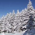 Ну неравнодушен я к хвойным. Посему и снимаю их в разных ракурсах.
            