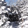 Зашиворотонатрясательная тропинка.
            