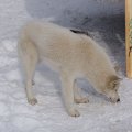 
              Очередной раз снимаю собачатину. Прошлый экземпляр к нашему приезду тигра уже слопала. Четвероногий колбасистор пользуется у хвостатых матрасов большим спросом.
            