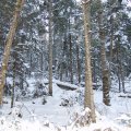 
      Вот такая местность. Как хороши елки, когда на них нет елочных игрушек. А на снегу следы лишь ретивых зайцев и прочих оленей.
    