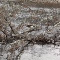 
      Погода как всегда радовала нас ласковым дождиком с кусками льда и снега.
    