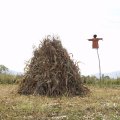 
      Стога кукурузы под надежной охраной чучел. Вороны померли от смеха.
    