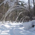 
      Березы там всякие снегом поваляло. Или это они склонились в благодарность за набитую нами колею. Там еще до нас пасся УАЗик с браконьерами. Но перед фонарным ручейком он позорно струсил.
    