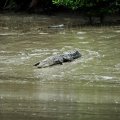 А вот крокодилы наоборот, фотографироваться категорически не хотят. При нашем приближении быстро удирают в воду. Места для купания тут веселые.
