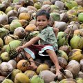 В свободное от новогодних праздников время аборигены собирают кокосы и делают из них какую-то неведомую хрень.
