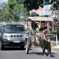 Флегматичный гужевой транспорт не стремится уступать дорогу, собирая автомобильные заторы на узких улочках небольших городков Северного Сулавеси.
