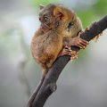 Филиппинский тарсир (Tarsius syrichta), он же филиппинский долгопят — один из самых маленьких лемуров. И если за его сородичем в Индонезии мне пришлось ночами бегать по джунглям, то филиппинские натуралисты не стали излишне романтизировать процесс, тупо наловив тарсиров и посадив их в клетку на потеху публике.
