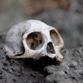 У человечества есть одна замечательна черта — расселяться по поверхности планеты неравномерно, скапливаясь миллионными толпами в отдельных населенных пунктах, при этом полностью игнорируя огромные жизненные пространства вокруг. В результате, даже в самых густонаселенных регионах без труда можно найти совершенно безлюдные пространства. Есть они и в затоптанном туристами Таиланде.
