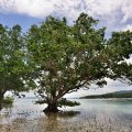 Скучающие в морской воде мангры — хорошее пристанище для потных каякеров.
